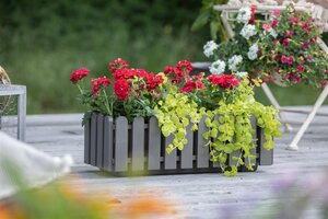 SuperFish Aquaplant Lysimachia Nummularia Aurea 5 cm Pot - afbeelding 2