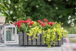 SuperFish Aquaplant Lysimachia Nummularia Aurea 5 cm Pot - afbeelding 6