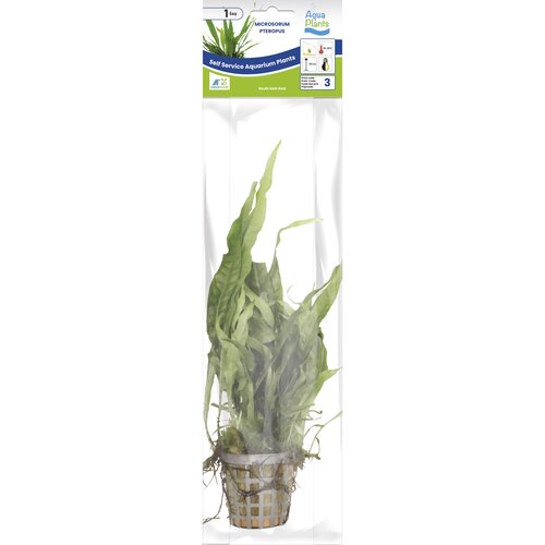 SuperFish Aquaplant Microsorum Pteropus 5 cm Pot