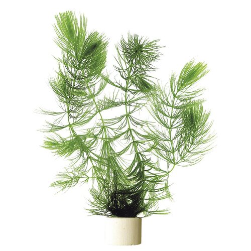 SuperFish Ceratophyllum demersum eco bunch