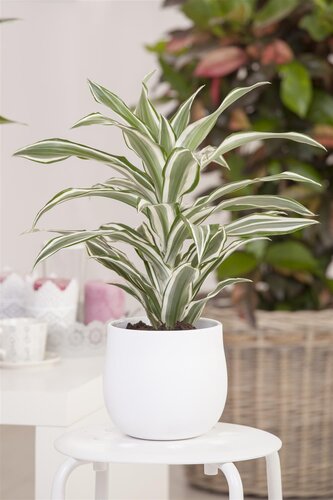 SuperFish Dracaena Dragontree White Jewel - afbeelding 1