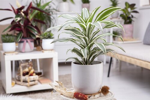 SuperFish Dracaena Dragontree White Jewel - afbeelding 2