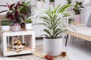 SuperFish Dracaena Dragontree White Jewel - afbeelding 2