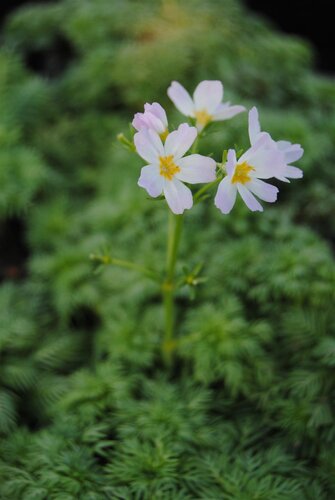 SuperFish Easy Grow Hottonia Palustris