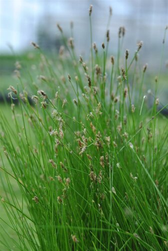 SuperFish Eleocharis acicularis 5 cm pot - afbeelding 1