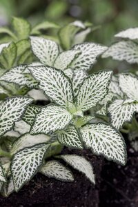 SuperFish Fittonia Albivenis Mini White - afbeelding 3