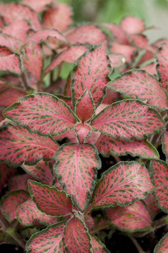 SuperFish Fittonia Pink Speck - afbeelding 1