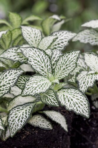 SuperFish Fittonia Pink Speck - afbeelding 3