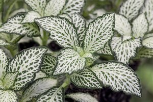 SuperFish Fittonia Pink Speck - afbeelding 2