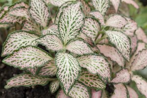SuperFish Fittonia Pink Speck - afbeelding 4