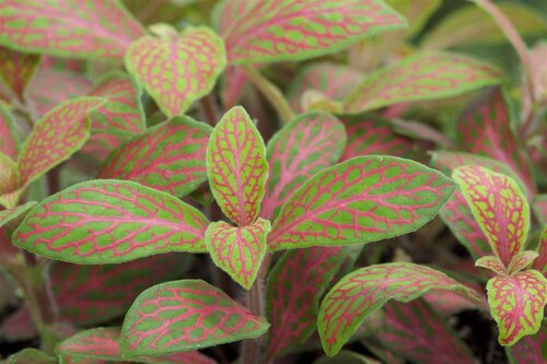 SuperFish Fittonia Pink Speck - afbeelding 5