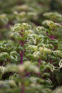 SuperFish Iresine Herbstii Bloodleaf - afbeelding 1