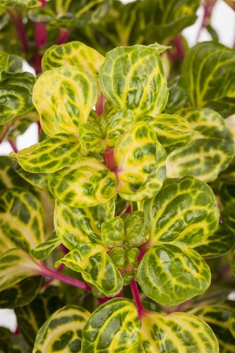 SuperFish Iresine Herbstii Bloodleaf - afbeelding 2
