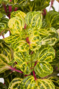 SuperFish Iresine Herbstii Bloodleaf - afbeelding 2