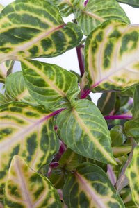 SuperFish Iresine Herbstii Bloodleaf - afbeelding 3