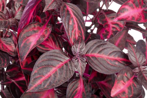 SuperFish Iresine Herbstii Bloodleaf - afbeelding 4