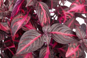 SuperFish Iresine Herbstii Bloodleaf - afbeelding 4