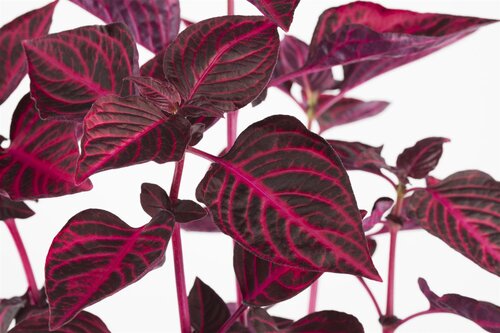 SuperFish Iresine Herbstii Bloodleaf - afbeelding 5