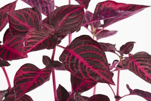 SuperFish Iresine Herbstii Bloodleaf - afbeelding 5