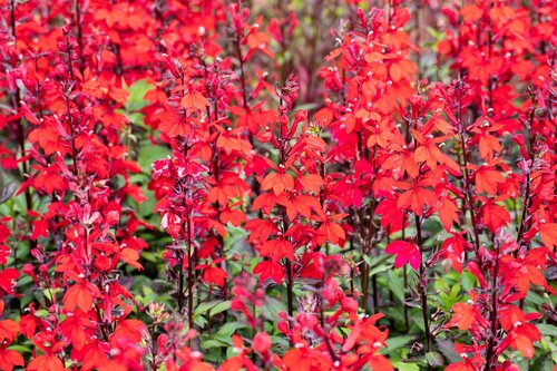 SuperFish Lobelia cardinalis 5 cm pot - afbeelding 3