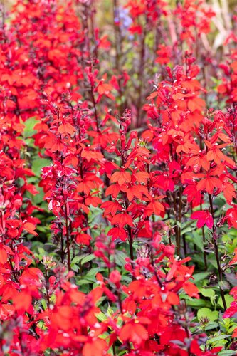 SuperFish Lobelia cardinalis wavy 5 cm pot - afbeelding 4