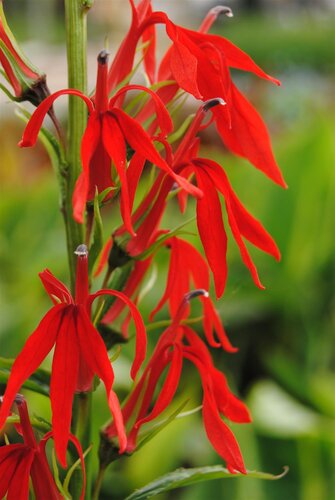 SuperFish Lobelia cardinalis wavy 5 cm pot - afbeelding 1