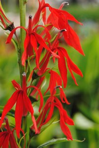 SuperFish Lobelia cardinalis wavy 5 cm pot - afbeelding 1