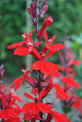 SuperFish Lobelia cardinalis wavy 5 cm pot - afbeelding 2