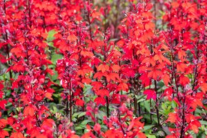 SuperFish Lobelia cardinalis wavy 5 cm pot - afbeelding 3