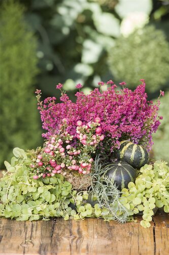 SuperFish Lysimachia nummularia eco bunch - afbeelding 4