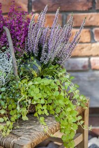 SuperFish Lysimachia nummularia eco bunch - afbeelding 5