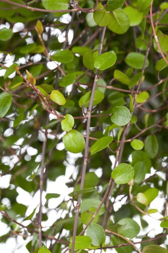 SuperFish Muehlenbeckia Complexa - afbeelding 1