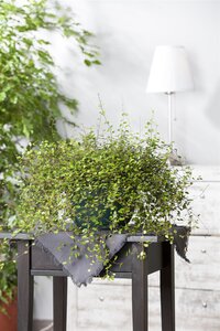 SuperFish Muehlenbeckia Complexa - afbeelding 3