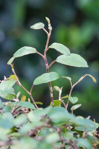 SuperFish Muehlenbeckia Complexa - afbeelding 5