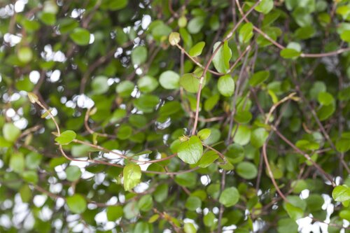 SuperFish Muehlenbeckia Complexa - afbeelding 2