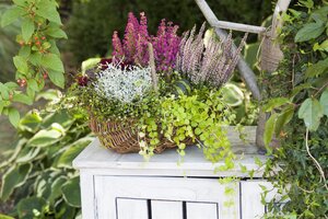 SuperFish Muehlenbeckia Complexa - afbeelding 4