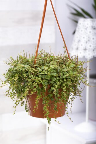 SuperFish Peperomia Prostrata - afbeelding 2