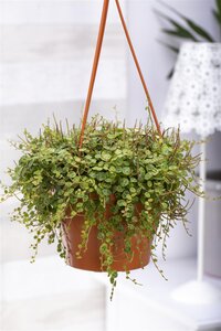 SuperFish Peperomia Prostrata - afbeelding 2