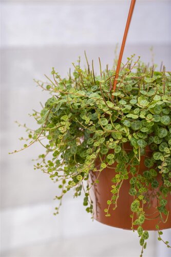 SuperFish Peperomia Prostrata - afbeelding 3