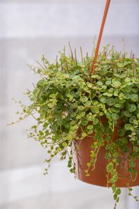 SuperFish Peperomia Prostrata - afbeelding 3