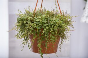 SuperFish Peperomia Prostrata - afbeelding 1