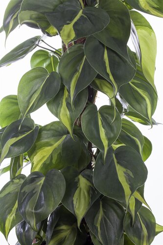 SuperFish Philodendron Scandens Pictus - afbeelding 1