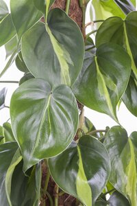 SuperFish Philodendron Scandens Pictus - afbeelding 3