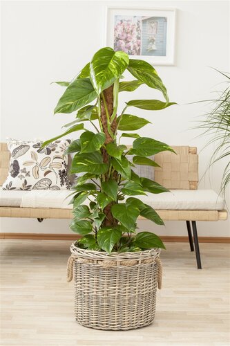 SuperFish Philodendron Scandens Pictus - afbeelding 4