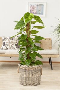 SuperFish Philodendron Scandens Pictus - afbeelding 4