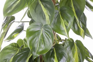 SuperFish Philodendron Scandens Pictus - afbeelding 2