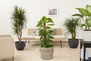 SuperFish Philodendron Scandens Pictus - afbeelding 5