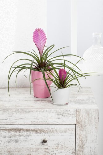SuperFish Repto Plant Tillandsia - afbeelding 1