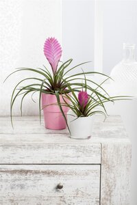 SuperFish Repto Plant Tillandsia - afbeelding 1