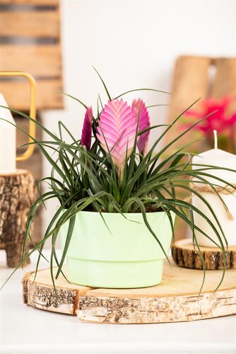 SuperFish Repto Plant Tillandsia - afbeelding 4